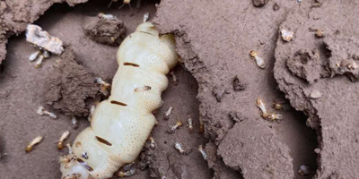 用“生物導彈”剿滅“白蟻軍團”